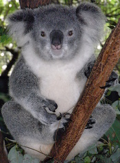 Female Koala (Phascolarctos cinereus) at Billabong Koala and Aussie Wildlife Park, Port Macquarie, New South Wales, Australia. Français : Un Koala (Phascolarctos cinereus) femelle. Photo prise dans le Billabong Koala and Aussie Wildlife Park, à Port Macqu