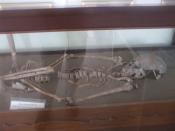 Tiếng Việt: Bộ xương của người cổ được khai quật ở Gò Cây Tung (An Giang, Việt Nam) năm 1994-1995. Theo các nhà nghiên cứu, thì đây rất có thể là xương cốt của người Phù Nam. Hiện vật đang được trưng bày tại Bảo tàng An Giang.