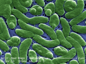 en:False color scanning electron micrograph of en:Vibrio vulnificus bacteria.