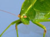 Green Grasshopper - Grillo o Salatamontes Verde (Orthoptera)