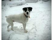 Sammy in the snow