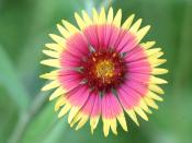 Flower of Firewheel, also known as Indian Blanket (Gaillardia pulchella)
