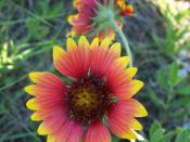 Indian Blanket (Gaillardia pulchella) is Oklahoma's official state wildflower.