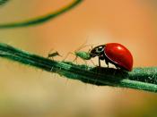 Please don't eat me dear Ladybug