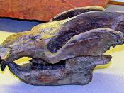 Kayentatherium wellesi skull