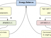 English: Hormonal energy balance