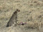 English: Cheetah with prey (Thomson's Gazelle), Serengeti, Tanzania Deutsch: Gepard mit erbeuteter Thomson-Gazelle in der Serengeti