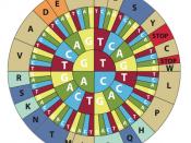 Codon Wheel for translating genetic code from the Wellcome Trust Sanger Institute