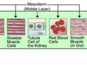 The endoderm produces tissue within the lungs, thyroid, and pancreas. The mesoderm aids in the production of cardiac muscle, skeletal muscle, smooth muscle, tissues within the kidneys, and red blood cells. The ectoderm produces tissues within the epidermi