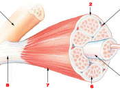 Skeletal muscle Bone Perimysium Blood vessel Muscle fiber Fascicle Endomysium Epimysium Tendon http://training.seer.cancer.gov/module_anatomy/images/illu_muscle_structure.jpg from http://training.seer.cancer.gov/module_anatomy/unit4_2_muscle_structure.htm