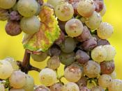A bunch of Riesling grapes after the onset of noble rot. The difference in colour between affected and unaffected grapes is clearly visible.