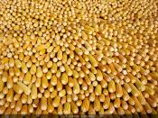 Maize Bed