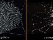Certain drugs, including caffeine, affect the way spiders build webs.