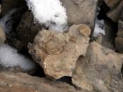 English: Marine Fossils at Beechy Island, Canadian Arctic Category:Fossils Category:Images of the Arctic