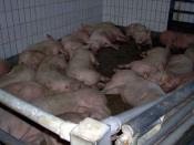 English: Pigs in factory farming Deutsch: Schweine in Massentierhaltung