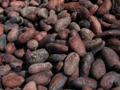 English: Roasted cocoa (cacao) beans
