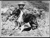 Messenger dog with its handler, in France, during World War I