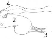 English: Drawing of the digestive system of Paryphanta busbyi. 1 = mouth, 2 = pharynx, 3 = retractor muscles of the pharynx, 4 = salivary glands, 5 = salivary ducts, 6 = oesophagus, 7 = stomach.