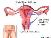 5. menstrual-cycle-hormones
