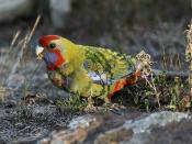 English: A juvenile Crimson Rosella at Wamboin, New South Wales, Australia. This juvenile is one of several Crimson Rosellas that were raised in one of several nest boxs in a garden. The young ones were still hanging around in a small flock - the parents 