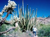 Organ Pipe cactus in Arizona