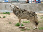 English: Howling wolf, in a moult stage (Canis lupus). The Moscow zoo Русский: Воющий волк (в стадии линьки). Московский зоопарк