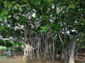 English: Banyan tree in Bharat Vaina, Jessore, Bangladesh বাংলা: বটগাছ