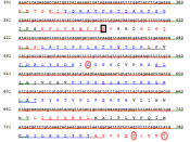 English: Conceptual translation of TMEM126B, with predicted secondary structure, hydrophobic domains, and some predictions as to possible phosphorylation and glycation sites.