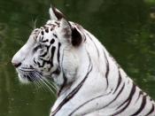 English: Photograph of a white tiger taken at the New Delhi Zoo, India