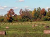 Some hay and trees at a pumpkin patch in Geneseo, New York.
