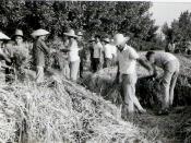 English: Ahfaz with farmers during the Chinese cultural revolution