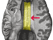 corpus callosum. Image is modified from a scan of a plate in Gray's Anatomy