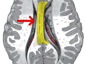 Gray's Anatomy 737 emphasizing corpus callosum.