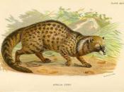 African civet Civettictis civetta Deutsch: Afrikanische Zibetkatze