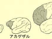 English: Evolution of the prefrontal cortex, from rodent to human. Français : Evolution du cortex préfrontal, des rongeurs à l'Homme.