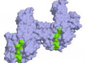 English: 3d surface structure of HLA antibodies complexed to alpha-/beta-gliadin (GDA) from PDB 1S9V. Ref.: Kim, C.-Y., Quarsten, H., Bergseng, E., Khosla, C., Sollid, L.M. (2004) Structural basis for HLA-DQ2-mediated presentation of gluten epitopes in ce
