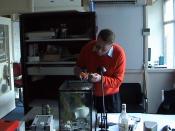 A veterinarian gives an injection to a goldfish