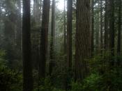 Coast Redwood temperate rainforest of Prairie Creek Redwoods State Park. Sequoia sempervirens