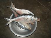 List of fishes in Bangladesh