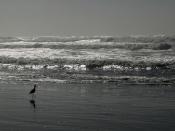English: Limosa fedoa is walking at Ocean Beach at low tide against the sun. Français : Une Barge marbrée marche sur la plage d'Ocean Beach, à San Francisco (États-Unis).