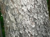 English: Black Cherry (Prunus serotina) bark detail