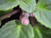 An African Violet is beginning to flower