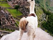 Llama overlooking Machu Picchu, Peru.