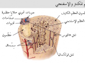 English: Compact bone & spongy bone العربية: تركيب العظم