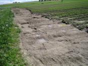 Soil erosion on carrot field, no-till farming, canton of Bern, Switzerland