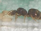 Lasius cf. flavus Queen with pupae and eggs in a test tube nest