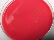 Listeria monocytogenes grown on Bio-Rad RAPID'L.Mono® Agar