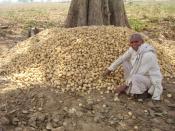 English: Potato farmer in India sitting beside the day's harvest