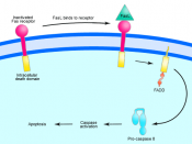 Overview of Fas signalling in apoptosis.