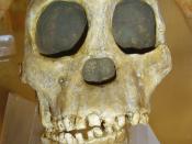 Australopithecus africanus (Hominid Reconstruction).